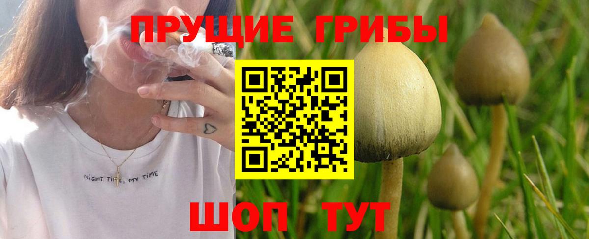 Галлюциногенные грибы Psilocybine cubensis Тимашёвск